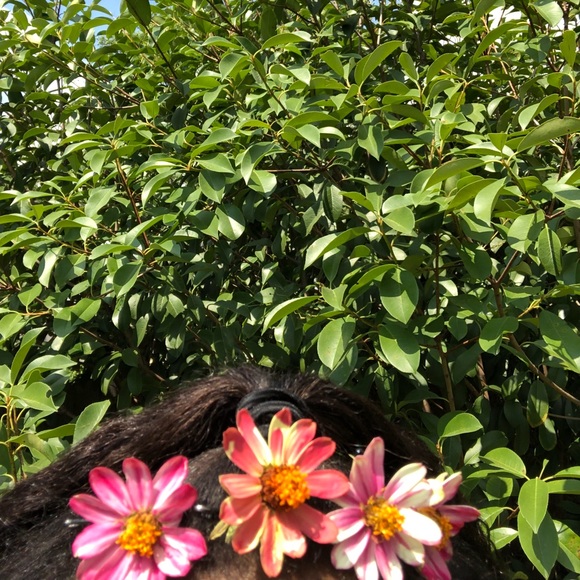 Meet your Posher, Mariah - Picture 1 of 1